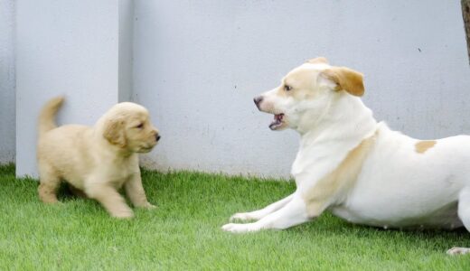 初めてゴールデンレトリバー子犬に会って超嬉しそうなチビ犬たち