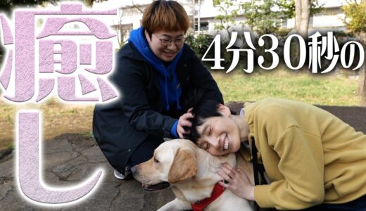 【癒し】ハリセンボンと一緒に犬のお散歩をしているような動画