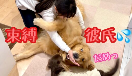 大好きな姉が他の犬と仲良くするのが許せない！嫉妬心丸出しで姉の気を引こうとする大型犬クッキー【ゴールデンレトリバーとミニチュアダックスフンド】