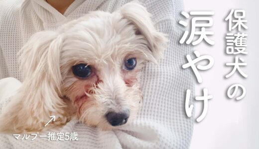 保護犬マルプーの涙やけについて｜Day13