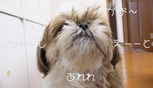 【寝起きでポケーーとしてた犬】忘れちゃった。。。どうやって吠えるんだっけ？？【シーズーVlog】