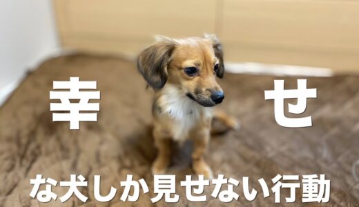 犬が幸せで満たされている時にしか見せない行動