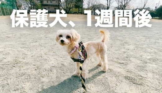 保護犬マルプーが家庭に来て1週間目の様子｜Day7