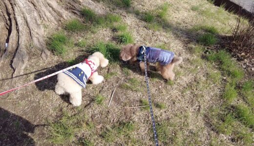 【快挙】洋服を着ると固まっていた犬が散歩できるまでに成長し感動したｗ【トイプードル】