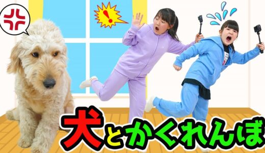 おうちで犬とかくれんぼ！ハプニング多発！まさかの結果になった！ - はねまりチャンネル