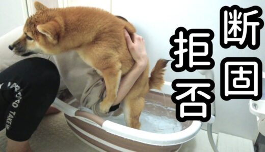 お風呂嫌いな犬にバスタブを買うとこうなります。