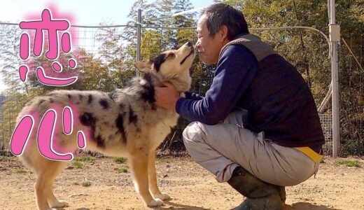 【涙腺崩壊】心を閉ざした保護犬が心底人を信じた瞬間❗️