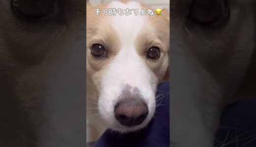 怒られた事を誤魔化そうとする犬の人間味がすごい（笑）【ボーダーコリー】#shorts