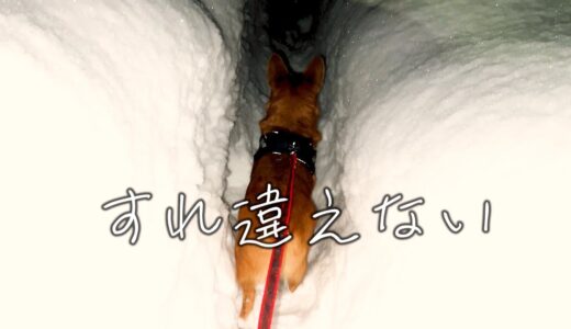 歩いてきたお爺さんに、紳士に道を譲る犬