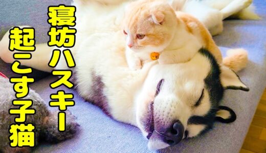 寝坊助ハスキー犬達を起こしにきて自分が寝ちゃった子猫がかわいすぎる...笑