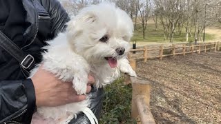 初めて大量のカルガモを見た犬の反応はこちら！w【マルチーズ】