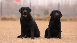 同样是拉布拉多，同样是母犬，为啥上来就狠咬一口？Both are female labradors. why suddenly one bites another?