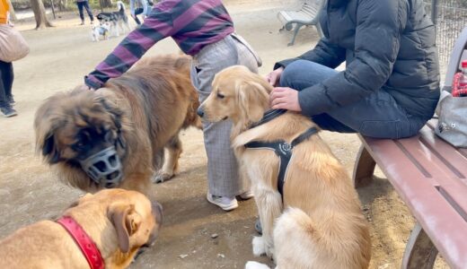 【奇跡】日本で37頭だけ⁉︎超大型犬レオンベルガーとまた新たに出会えた！！【希少犬種】