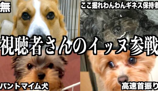 【爆笑】おもしろ犬実況〜視聴者犬〜