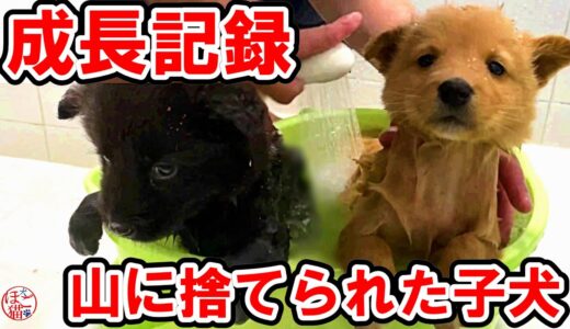 【子犬　子猫　保護犬】山に捨てられた子犬　保護後の成長記録