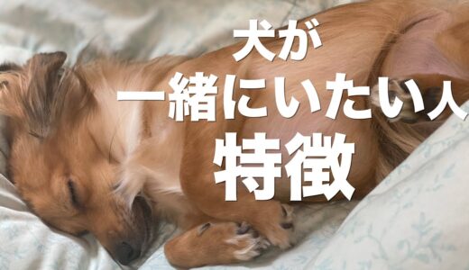 犬が一緒にいたいと思う人の特徴