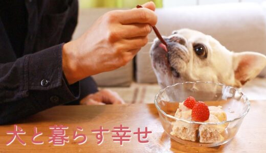 犬と暮らすと8年目にこんな記念日が待っています〜犬と暮らす幸せ〜