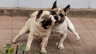 法斗和巴哥为了母犬争风吃醋，没想到结局会是这个样子Unexpected ending!French Bulldog and Pug are jealous for partner