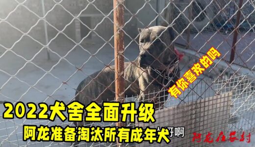 2022年犬舍全面升级，阿龙准备淘汰所有成年犬，喜欢猛犬的看过来