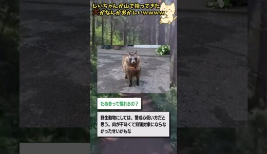 じいちゃんが山で拾ってきた犬がなんかおかしいｗｗｗｗ【2chゆっくり解説】#shorts