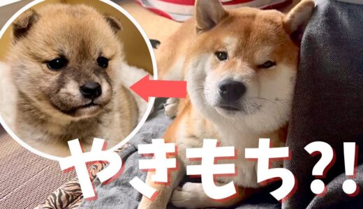 豆柴の赤ちゃんに嫉妬し、赤ちゃん返りする柴犬