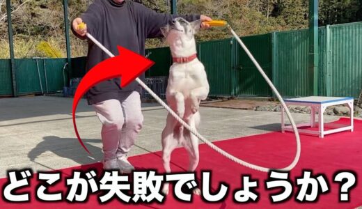 【サーカス犬】縄跳びを覚えたワンちゃんの可愛いすぎるミスがおもしろいww