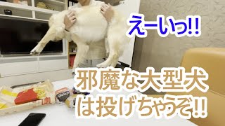 邪魔する大型犬は抱えて投げちゃうぞ！キャイン！ゴールデンレトリバーティト。