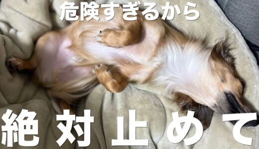 飼い主の多くが知らない犬がしていたら危険すぎる行動