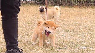 倔强！小柴死活不肯带绳子？看谁杠得过谁！Stubborn! Shiba refuses to wear a leash ? Let's see who can win in the end.