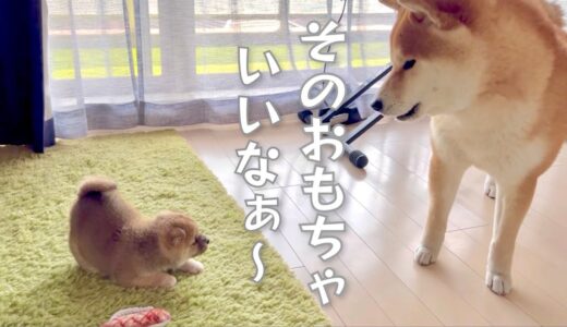 豆柴の子犬が遊んでるおもちゃが欲しくて控えめに交渉する柴犬