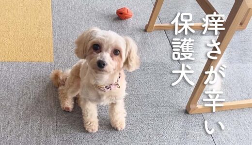 保護犬マルプー、健康診断でいろいろ分かりました。｜Day3