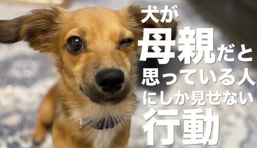 飼い主のことを母親だと思っている犬しか見せない行動