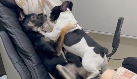 人間顔負けのイチャイチャを披露する犬カップル