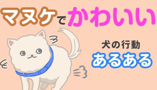 マヌケで可愛すぎる犬のあるある行動！