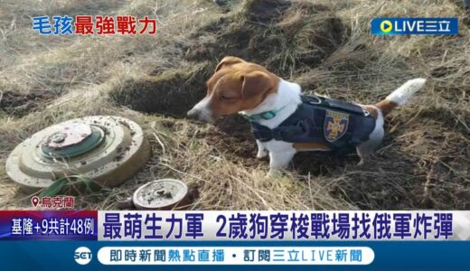 勇犬立大功！2歲傑克羅素犬衝前線戰場抗俄 靠神鼻成功嗅出近百枚炸藥 受封”烏克蘭英雄”│記者 陳采蔚│【國際大現場】20220329│三立新聞台