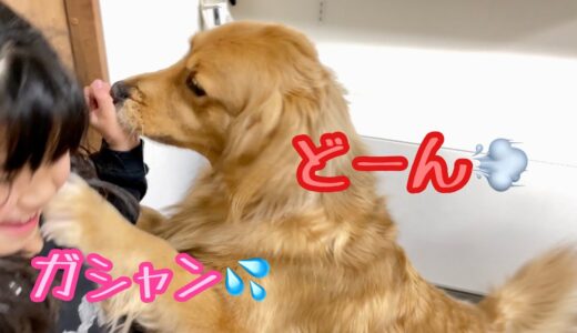 おやつを待たされすぎて暴走し始めた大型犬クッキー【ゴールデンレトリバーとミニチュアダックスフンド】