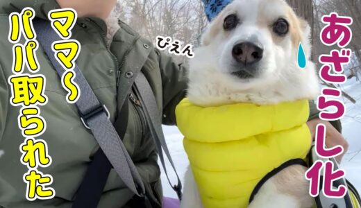 後輩犬に大好きなパパを取られたことを報告に来るコーギー