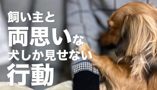 飼い主と両思いな犬しか見せない行動