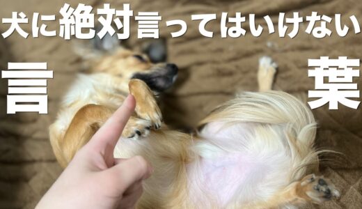 犬に絶対言ってはいけない言葉