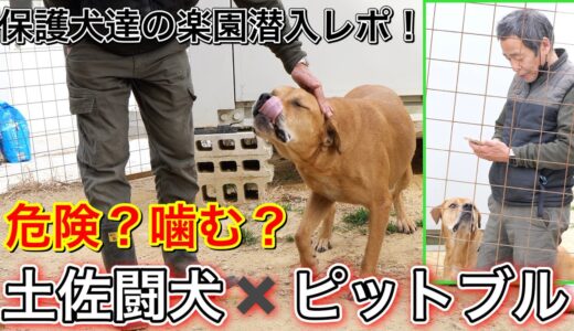 【閲覧注意】土佐犬×ピットブルのケンちゃんが可愛すぎた！！