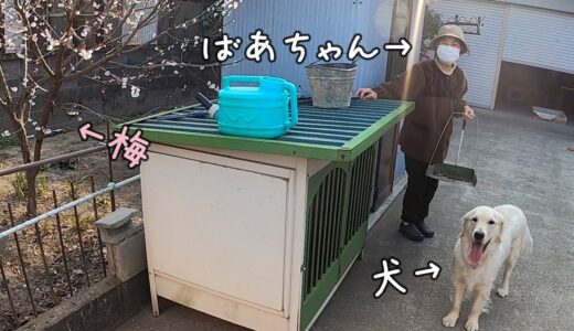 【梅の木】犬と一緒に今年は梅が生るかをばあちゃんに聞いてみた