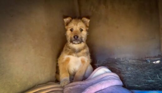 3頭目の犬を飼うことについて