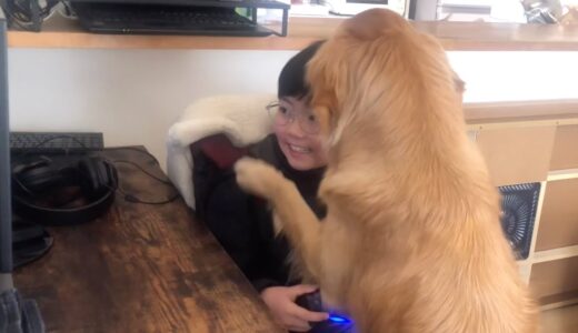 子供が無視できないほど遊んでアピールが強烈な犬