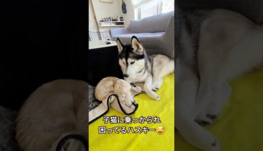 子猫に乗られ動けなくて困ってるハスキー犬がこちら…#shorts