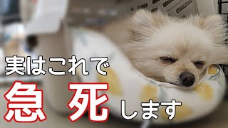 【死ぬ 犬】飼い主の多くが知らない犬が急死する出来事【犬のケア】