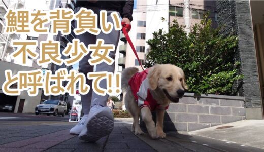 通行人びっくり!!鯉を背負った大型犬が小伝馬町を行く。ゴールデンレトリバーティト。