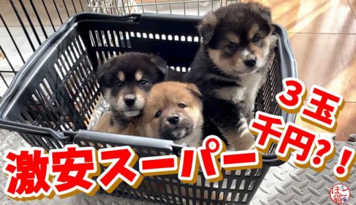 【子犬　保護犬】お庭でトイレトレーニング