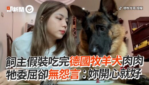 飼主假裝吃完所有肉肉　德牧犬委屈目睹…默默傻笑接受｜德國牧羊犬｜好脾氣｜寵物狗｜精選影片