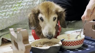 老犬18才！ご飯探しは続いてます【老犬ダックス】【ミニチュアダックス】