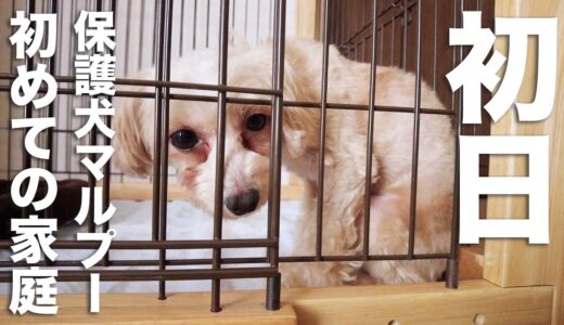 保護犬マルプーのこまちちゃんが、初めて家に来た日